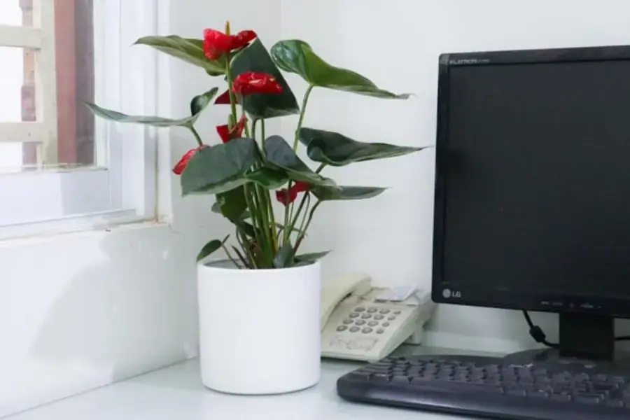 Cây hồng môn để bàn làm việc cho người mệnh hỏa