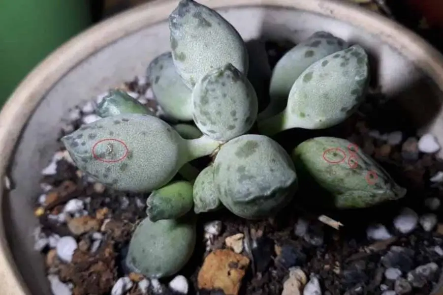 Sâu bệnh trên sen đá
