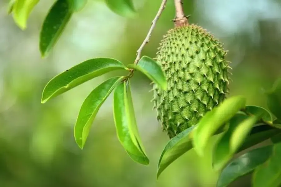 Nhóm chất Acetogenin có trong mãng cầu giúp ngăn chặn các tế bào ung thư