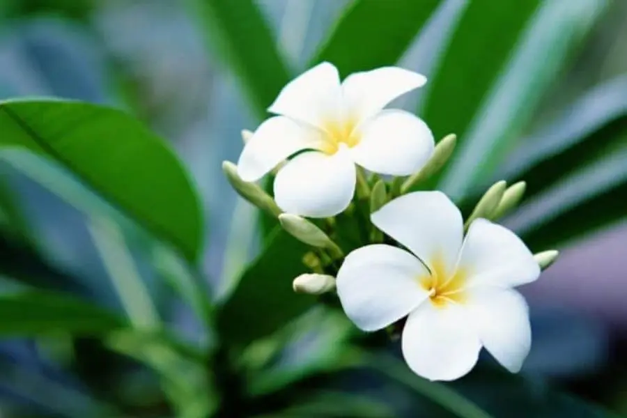Hãy cắt tỉa cành sau mỗi đợt hoa sứ tàn.