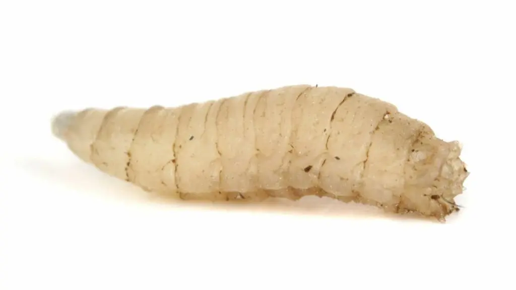 cara membasmi belatung; belatung putih; belatung larva lalat
