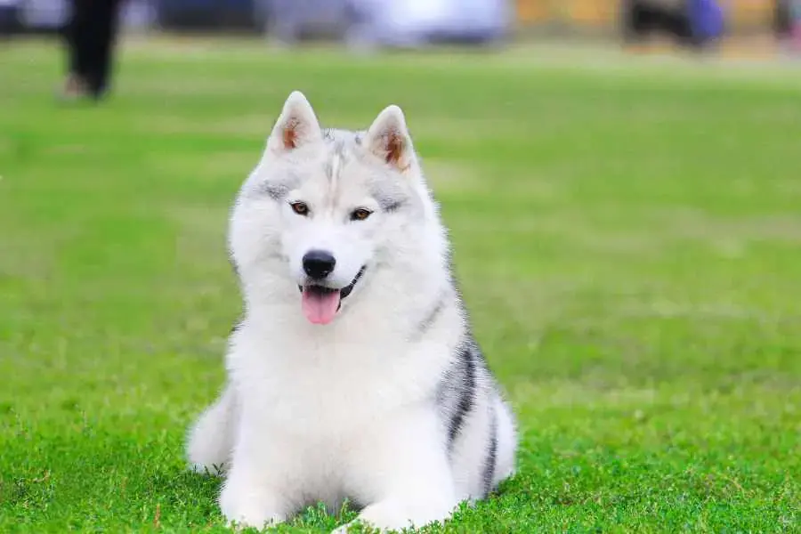 Husky có nguồn gốc từ vùng Đông Bắc Siberia của nước Nga.