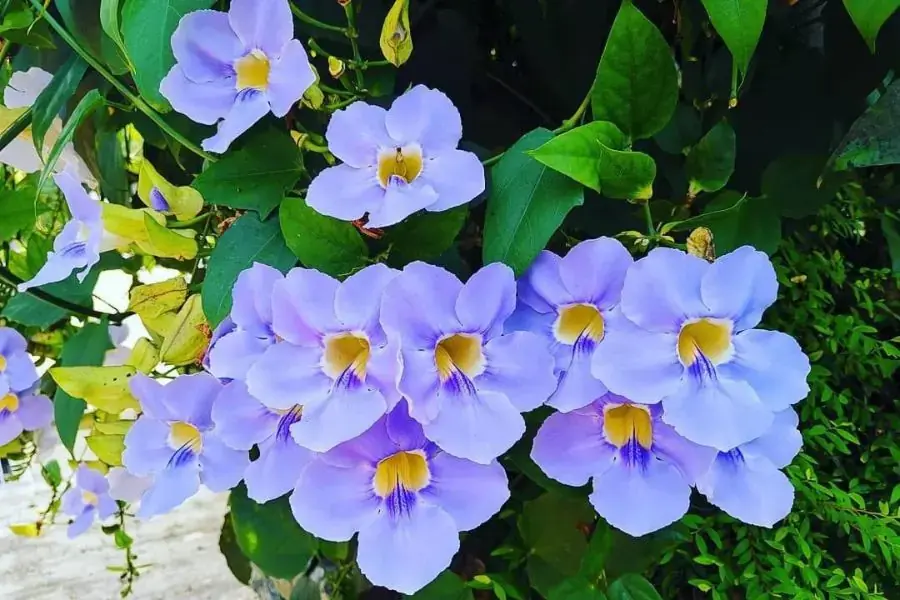 Vẻ đẹp của hoa cây cát đằng