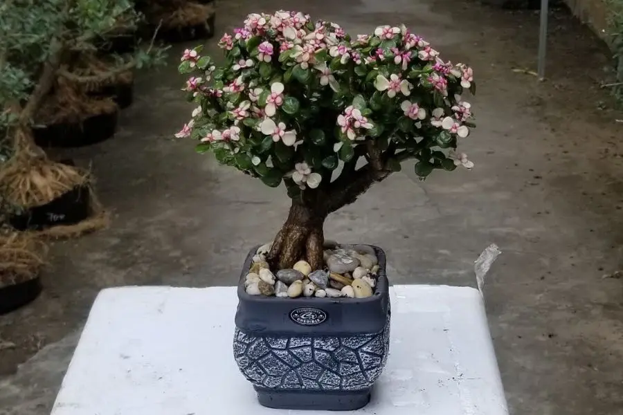 Ngọc bích thích hợp sinh trưởng ở nơi có ánh sáng vừa phải.