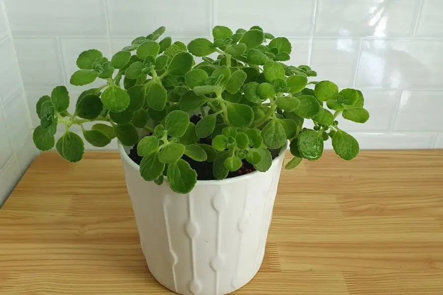 Cây nhất mạt hương rất dễ trồng, có sức sống bền bỉ.