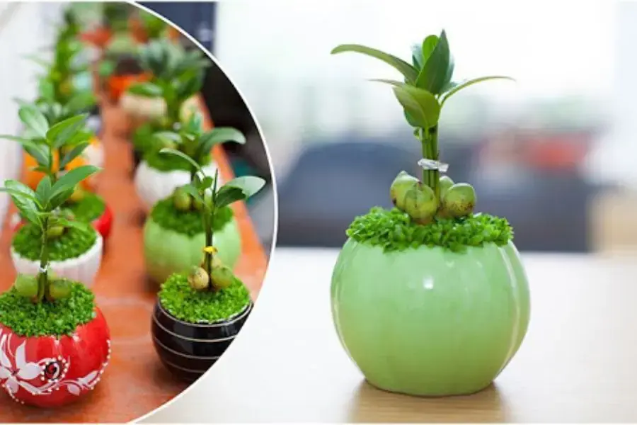 Cây tài lộc với kích thước nhỏ nhắn, phù hợp hợp để bàn làm việc