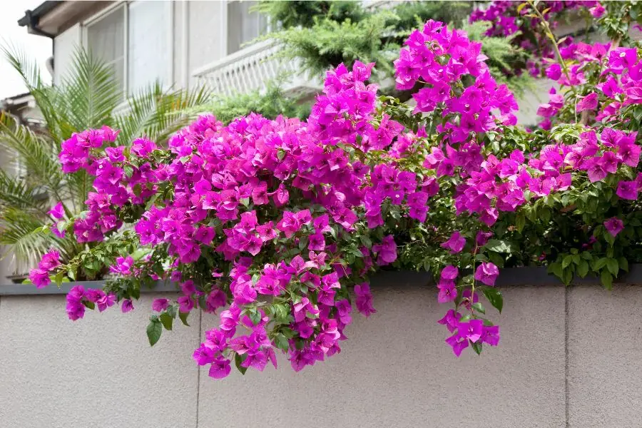 Trang trí cổng nhà bằng cây hoa giấy