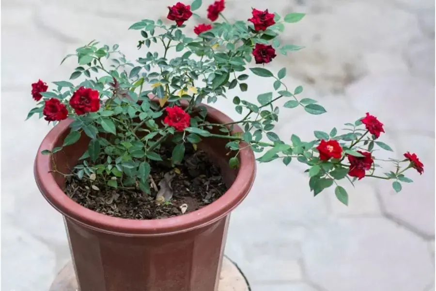 Nên chọn kích thước chậu phù hợp sẽ giúp cây phát triển và ra hoa đẹp hơn