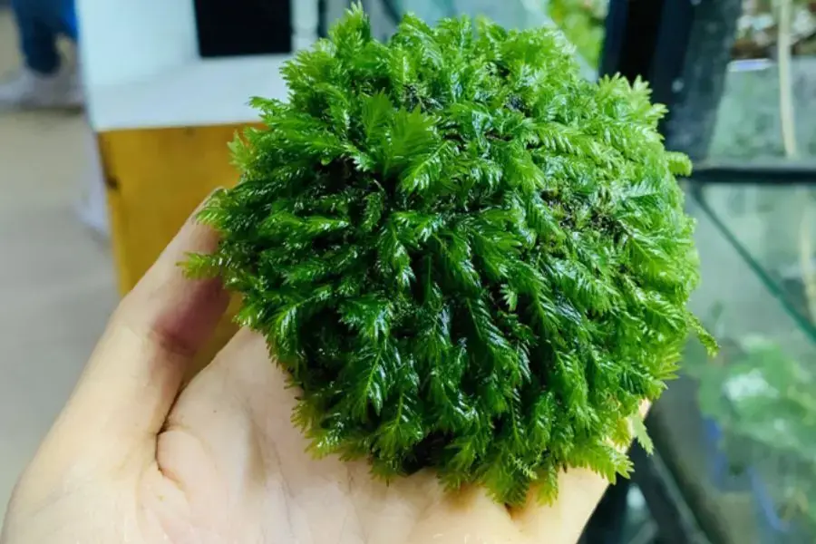 Rêu Phượng Vĩ Đài thường được sử dụng làm tán cây bonsai.