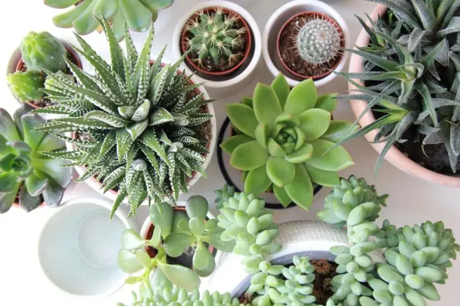 Cây sen đá nhỏ gọn, mọng nước và tượng trưng cho sự kiên cường
