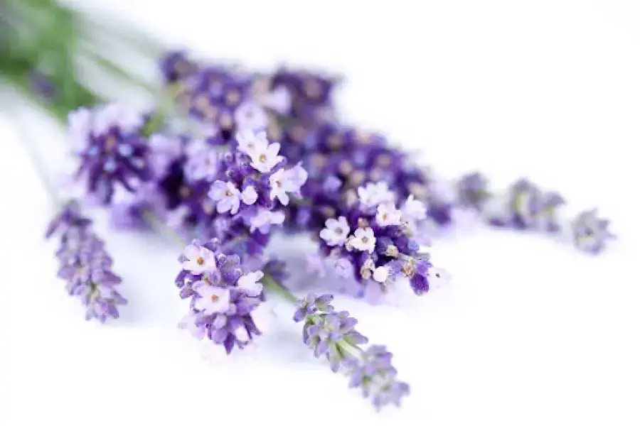 Những "tín đồ" yêu hoa chắc hẳn sẽ không thể bỏ qua việc trang trí cho phòng thơm hơn. (Nguồn: pgrvietnam.com.vn)
