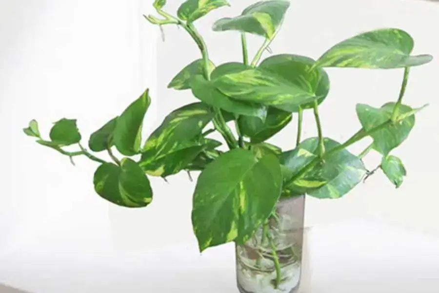 Trầu bà là một loài cây đại diện cho sự may mắn, thành đạt và bình an.