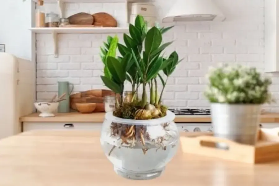 Kim tiền là một loài cây vượng phú quý, giàu sang.
