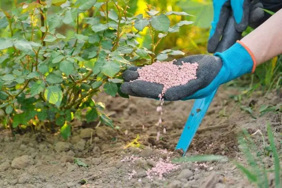 Bón phân đầy đủ, cung cấp chất dinh dưỡng cho cây hoa phát triển tốt