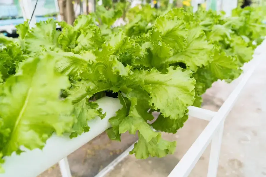 Dung dịch sẽ có sự chuyển động liên tục trong suốt quá trình trồng xà lách