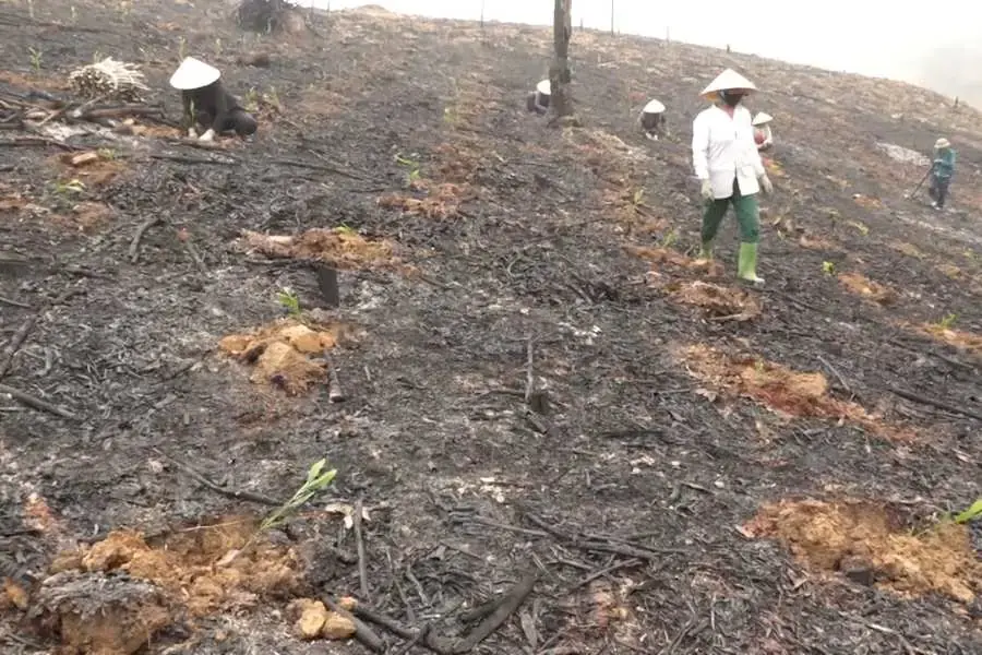 Đào hồ trồng cây keo.