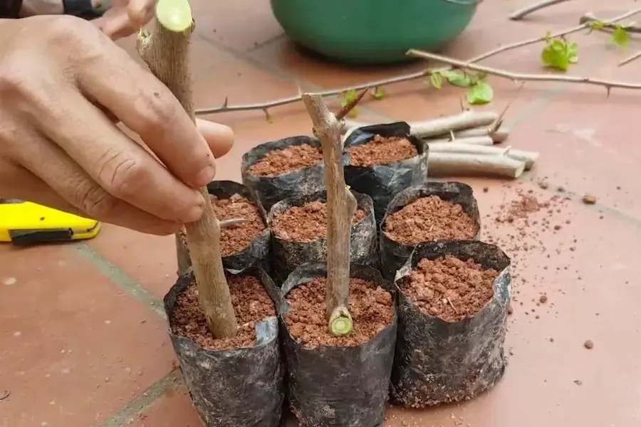 Đặt cành hoa giấy vào bầu đất giâm