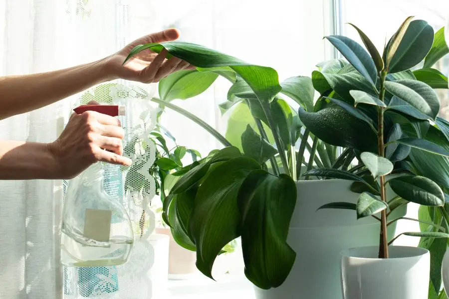 Không nên tưới quá nhiều nước cho cây trồng trong nhà để chống ngập úng.