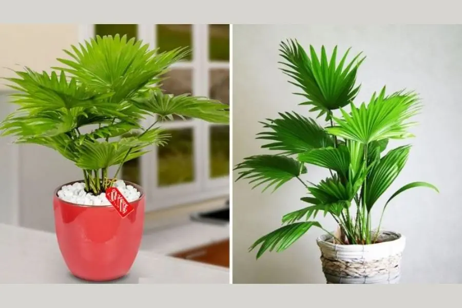 Cách trồng cây cọ cảnh bằng thuỷ canh rất phổ biến.