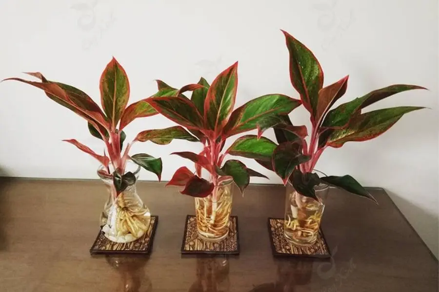 Cây phú quý đặt phòng ngủ