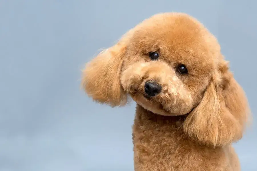 Nhu cầu dinh dưỡng chó Poodle cần cung cấp những thành phần tốt nhất cho cơ thể.