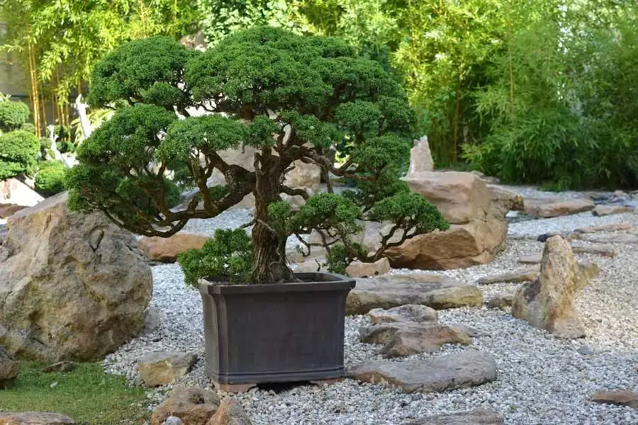 Các loại cây cảnh đẹp dễ trồng ngoài trời có sức sống mãnh liệt, cần ít công chăm sóc