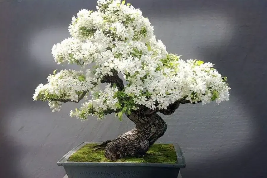 Trồng cây nguyệt quế trong nhà