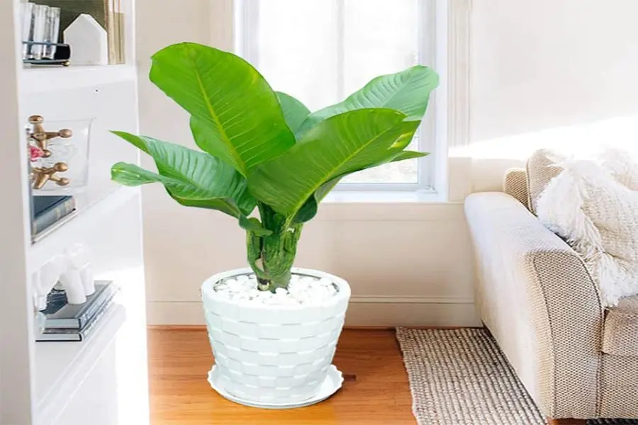 Bạn có thể đặt đại phú giá ở góc phòng khách.