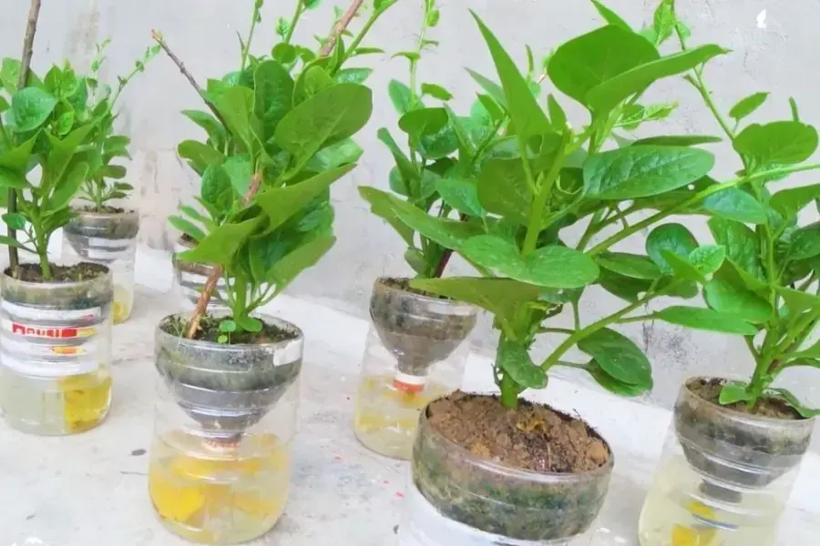Tái chế chai nhựa trồng cây thành chậu thẳng đứng