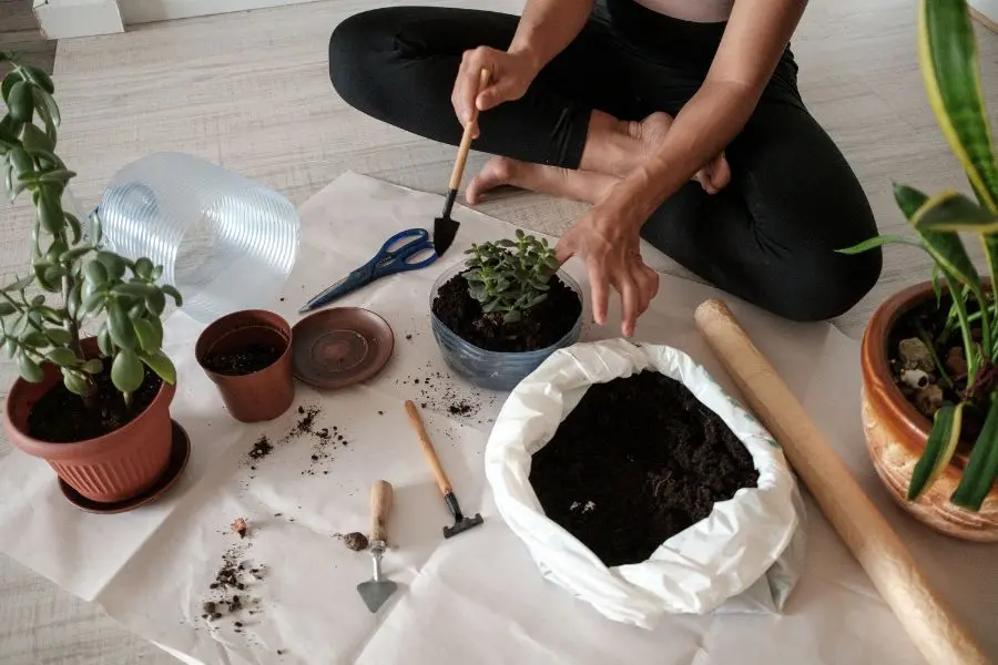 Hàng năm nên trồng mới lại các cây sống trong nhà không cần ánh sáng để tạo môi trường mới phát triển tốt hơn.