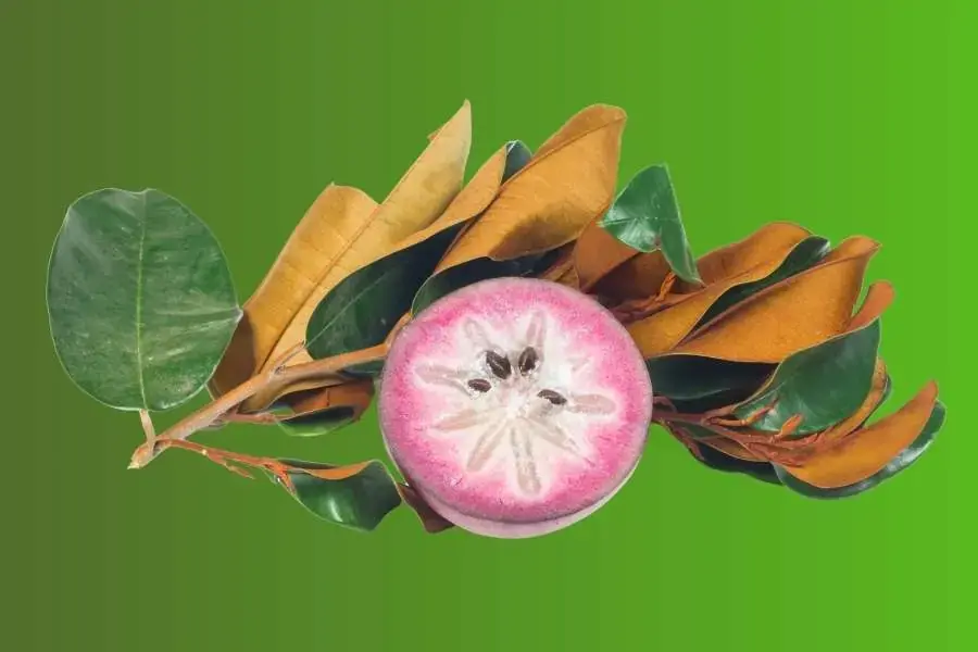 Quả vú sữa còn cung cấp rất nhiều chất dinh dưỡng như Vitamin C và chất xơ.