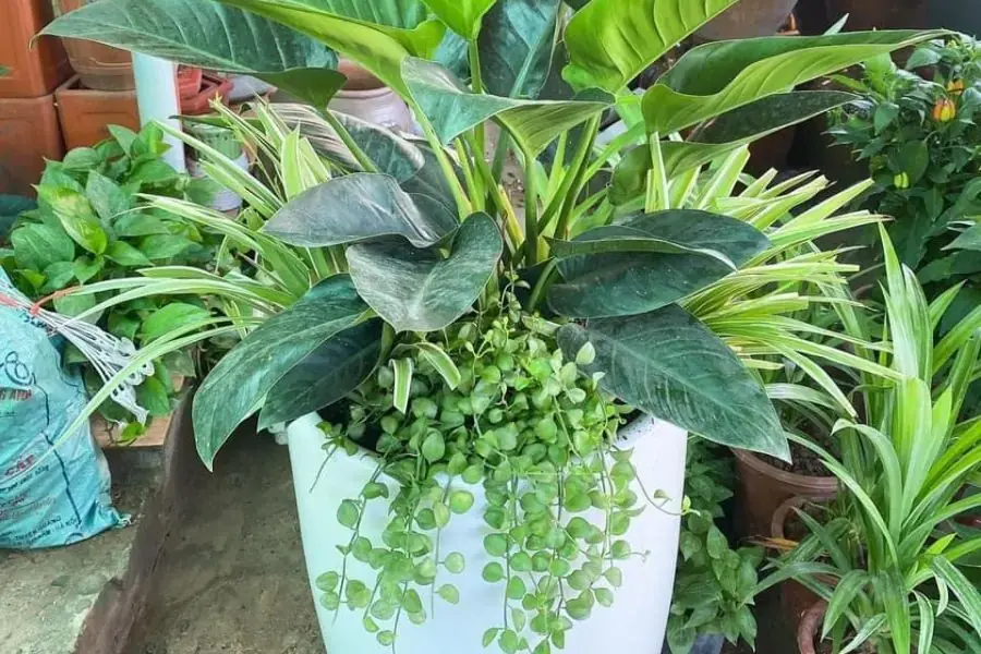Cây trầu bà đế vương có khả năng lọc không khí và tạo ra oxy tươi mới cho môi trường xung quanh.