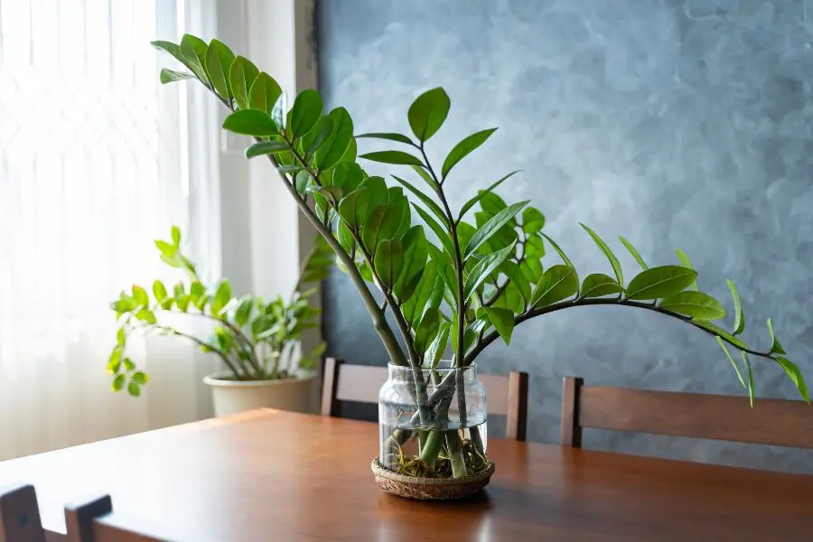 Trồng cây kim tiền trong quán cafe giúp thu hút tài lộc, thuận lợi may mắn.
