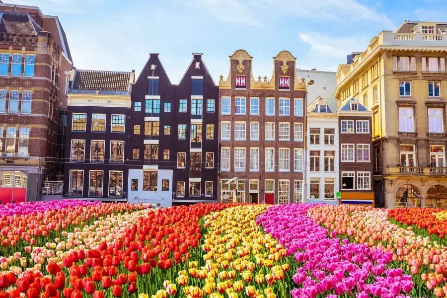 Hoa tulip có tên khoa học là Tulipa, thuộc vào chi thực vật có hoa trong họ Liliaceae. 