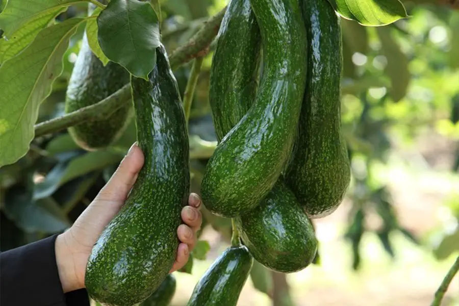 Dùng tay nắn nhẹ quả bơ để cảm nhận độ cứng của bơ.