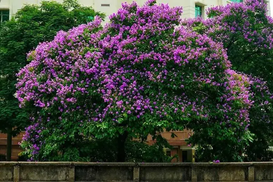 Giống cây Bằng Lăng tím phổ biến nhất hiện nay.