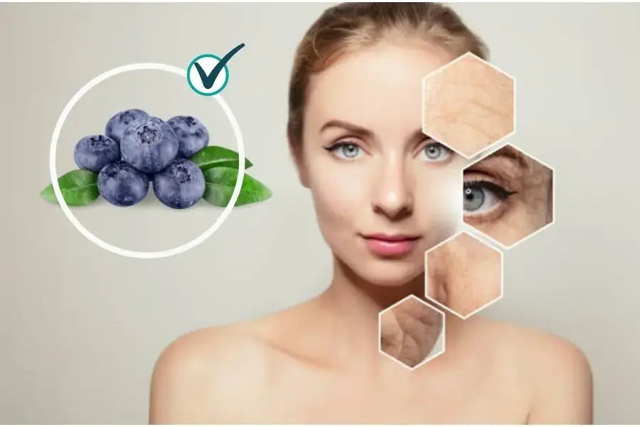 Chất chống oxy trong việt quất giúp ngăn ngừa lão hóa và ung thư
