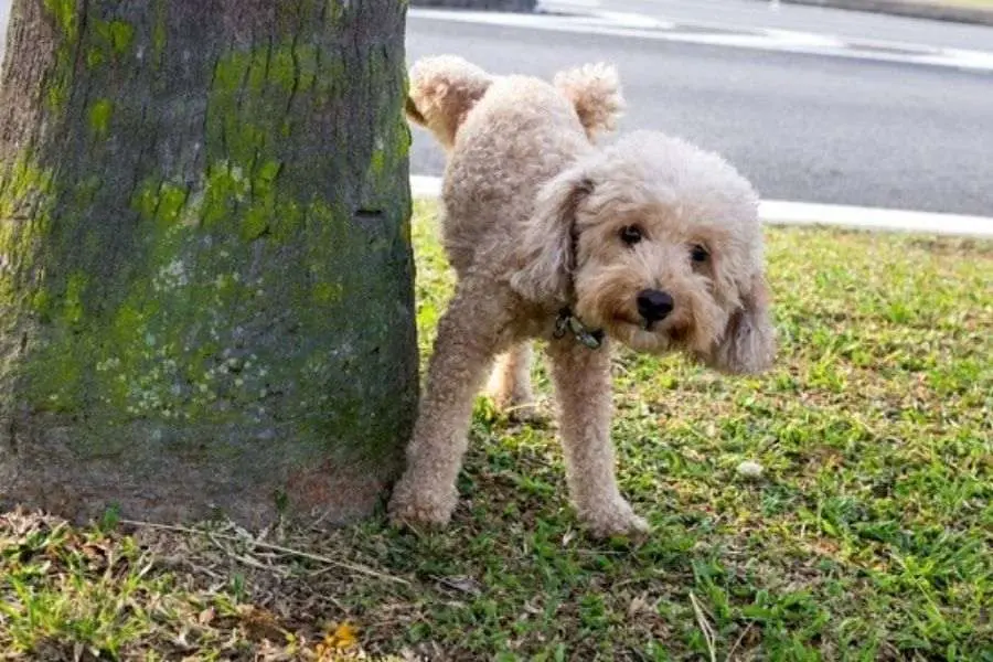 Huấn luyện chó Poodle đi vệ sinh đúng giờ và đúng chỗ.