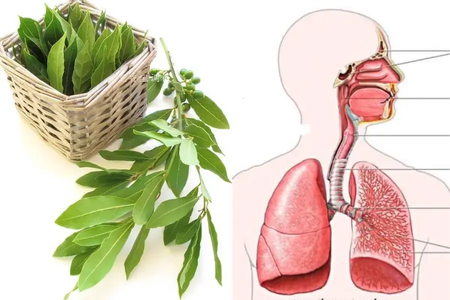 Lá cây nguyệt quất có tác dụng trị hen suyễn vô cùng hiệu quả.