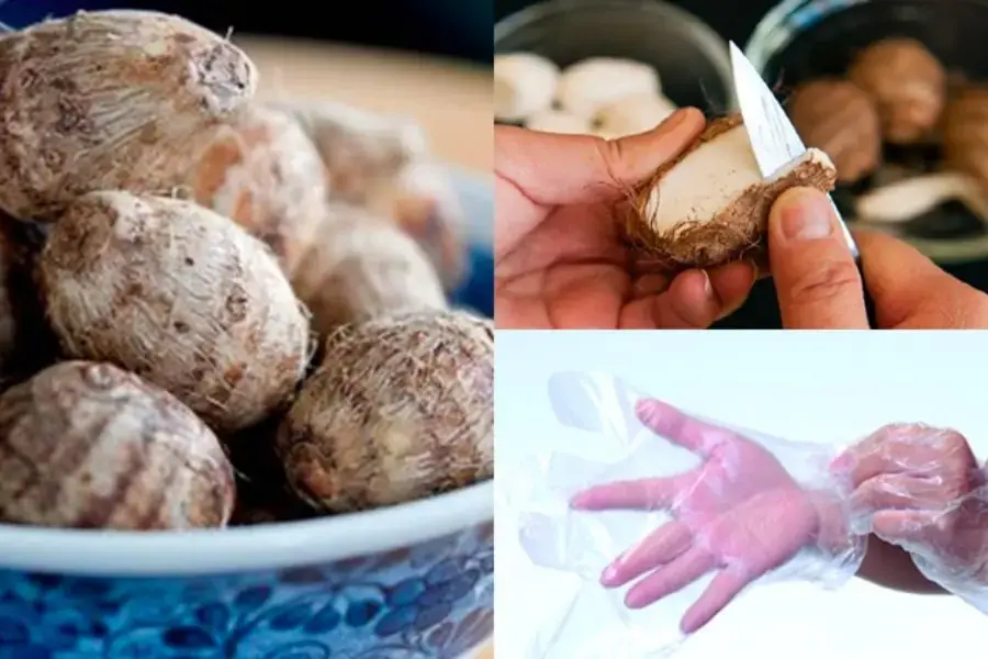 Mang bao tay khi cắt vỏ khoai môn