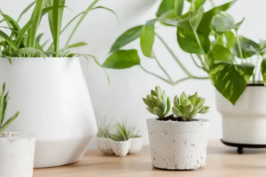 Ngoài tác dụng lọc không khí còn giúp tăng tính thẩm mỹ cho ngồi nhà