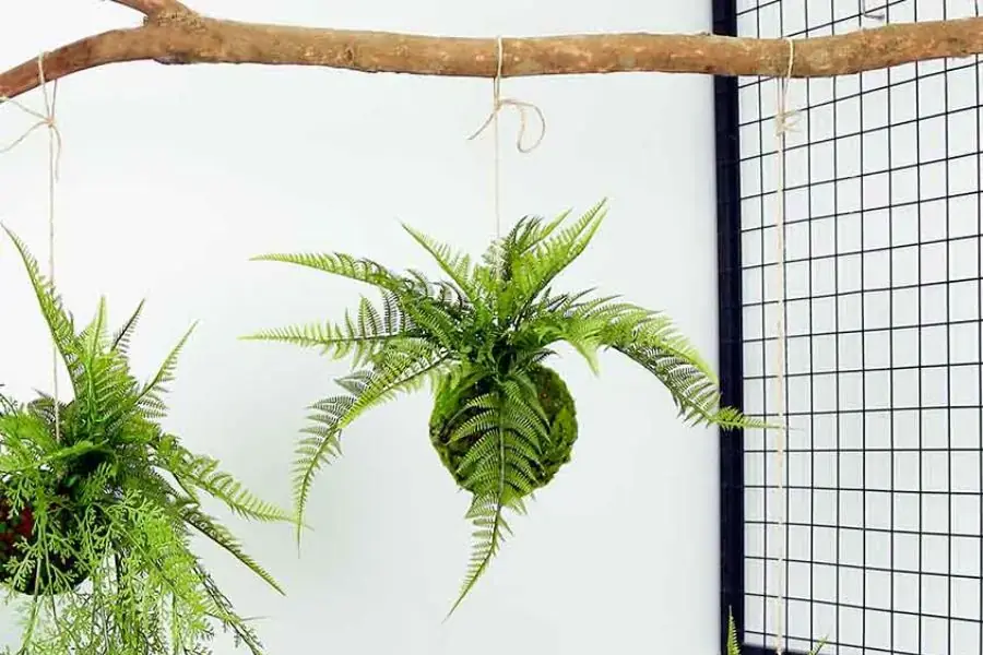 Dương xỉ có tác dụng loại bỏ khí độc gây hại cho cơ thể rất hiệu quả