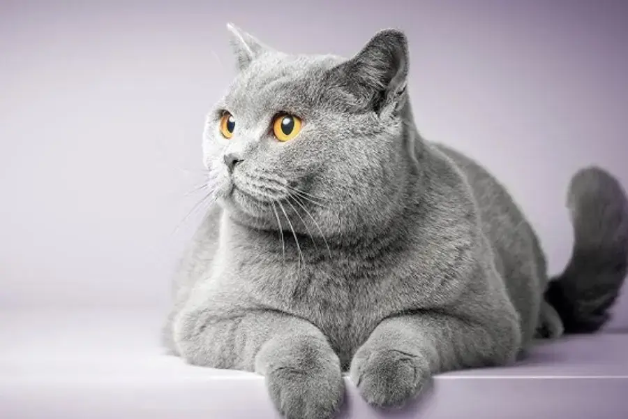 Một số triệu chứng thường gặp trên giống mèo Anh lông ngắn mà ai cũng nên biết. 