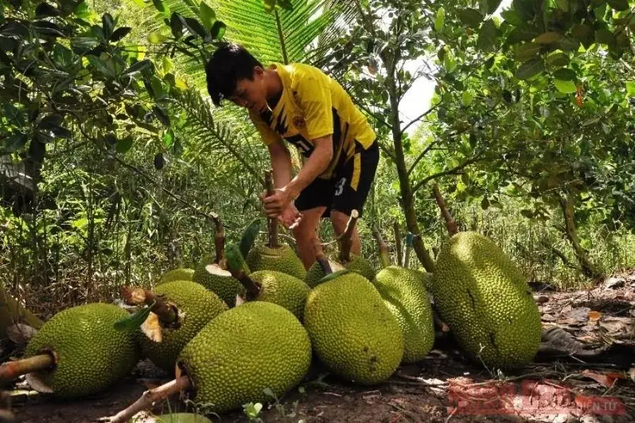 Hình dáng quả mít ngon