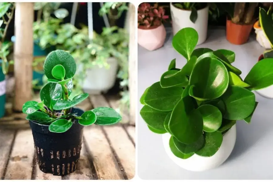 Vẻ đẹp khác biệt của trường sinh làm rung động mọi người