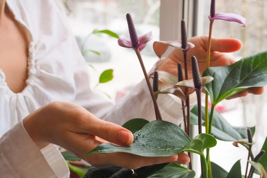 Sắc đỏ của cây hồng môn giúp tô điểm thêm không gian lớp học tươi vui hơn.