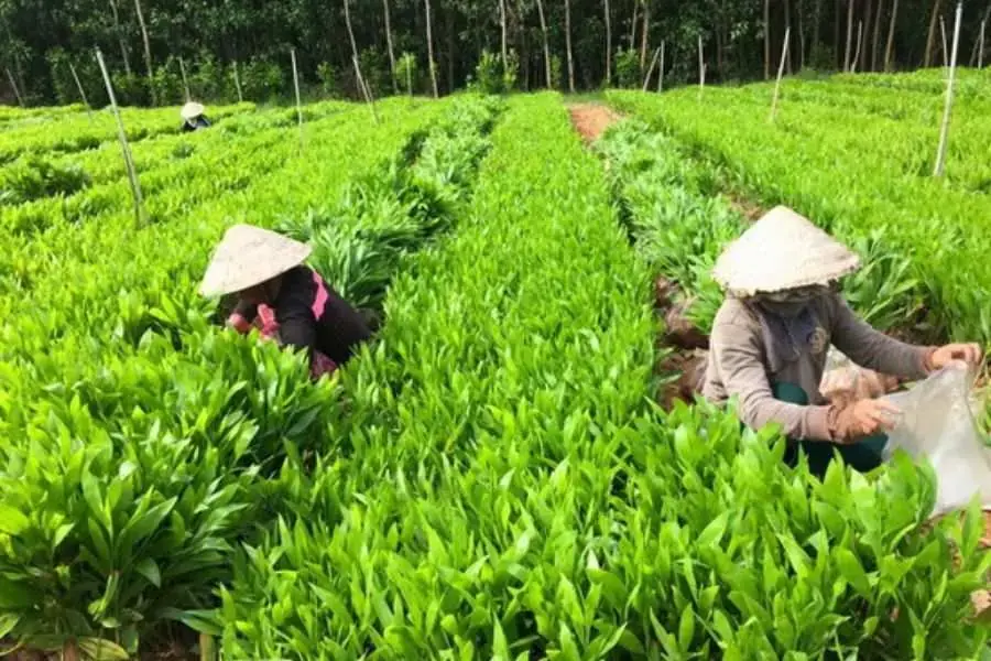 Chăm sóc cây keo giống đúng quy trình để đạt năng suất cao.