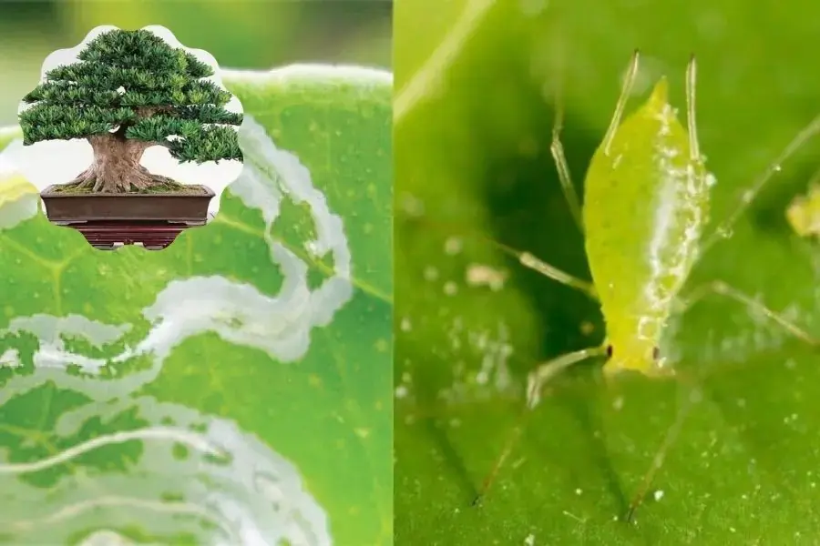 Các loại rệp, sâu bệnh hại trên cây Tùng La Hán.