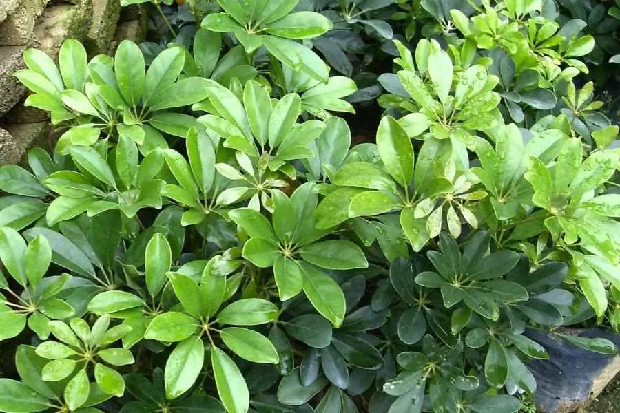 Cây ngũ gia bì đại diện cho may mắn, hạnh phúc cũng như giúp xua đuổi côn trùng rất tốt.