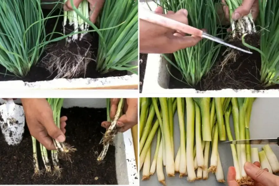 Trồng hành lá thủy canh bằng gốc hành đơn giản